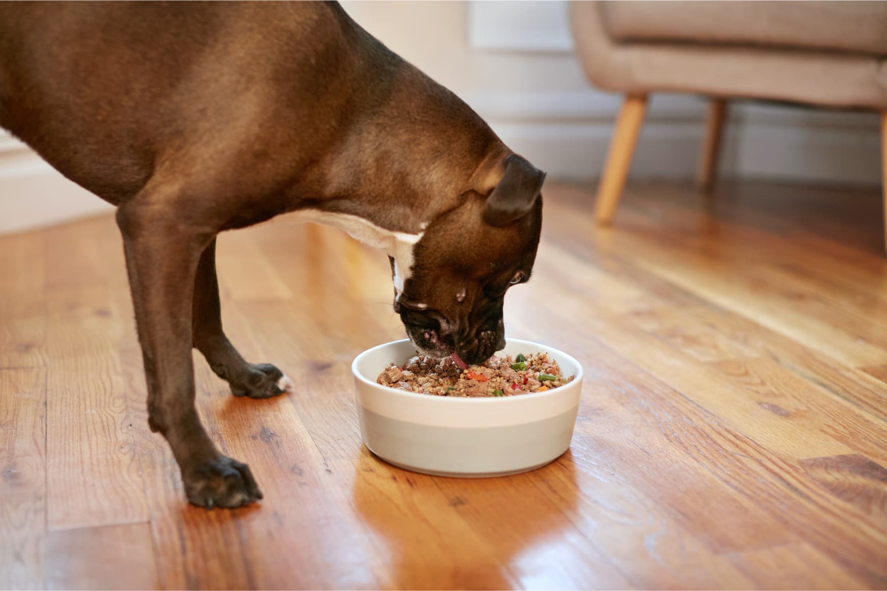 Dog Food with Real Pork & Vegetables: Carefree Coat Pork Entrée