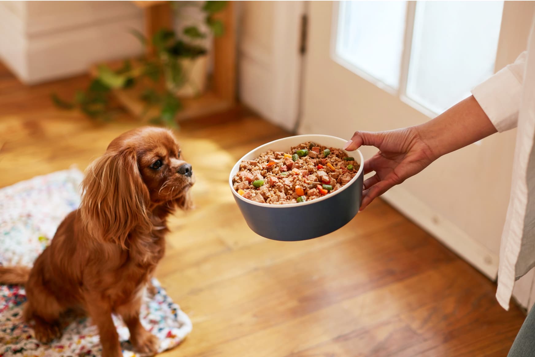 PDP Carousel Turkey - dog waits patiently bowl of freshcooked turkey - large