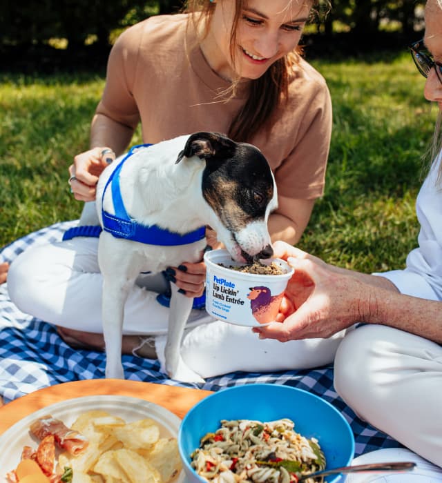 woman and dog on a picnic