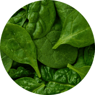 Spinach-ingredient