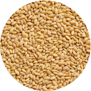 Barley-ingredient