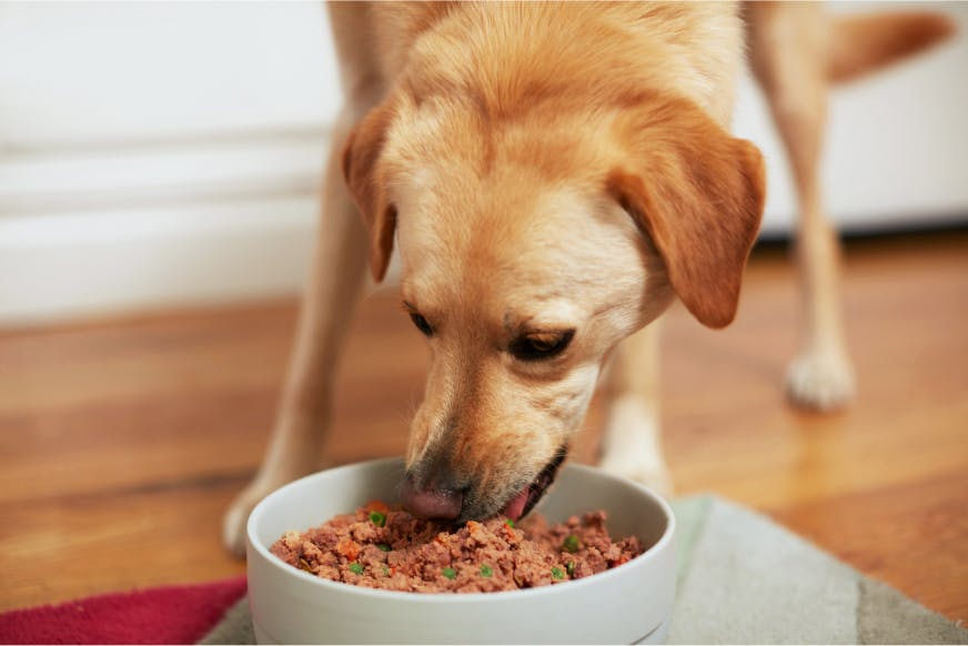 dog eating bowl of FreshCooked beef