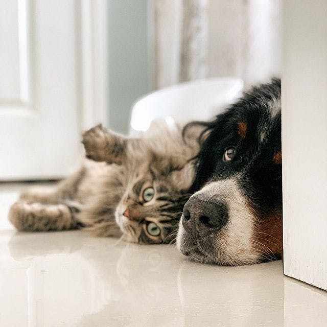 Cat and dog laying on floor