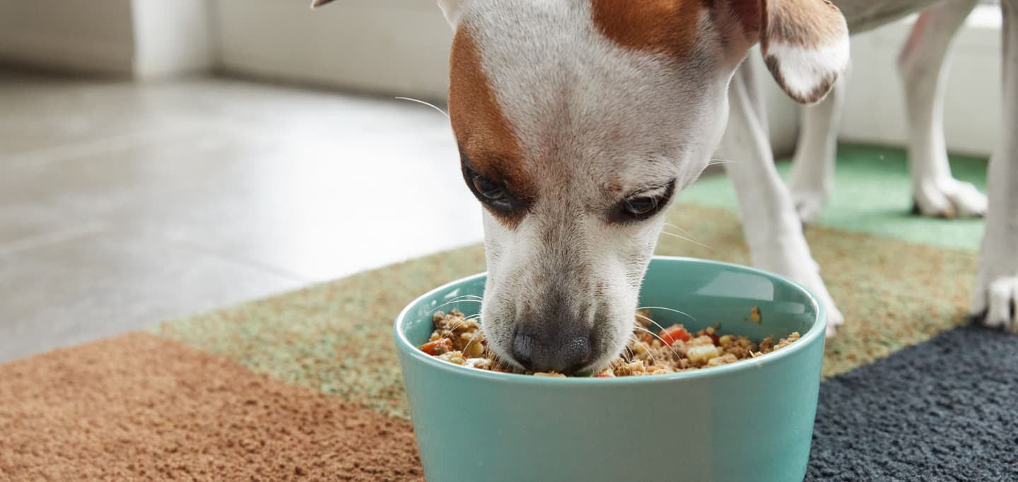 PetPlate: Fresh Dog Food Delivery