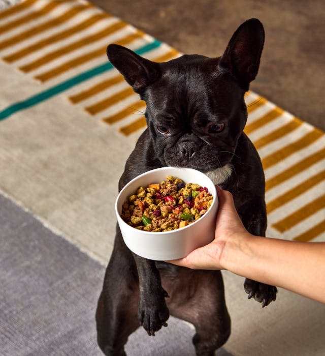 Dog sniffing food bowl