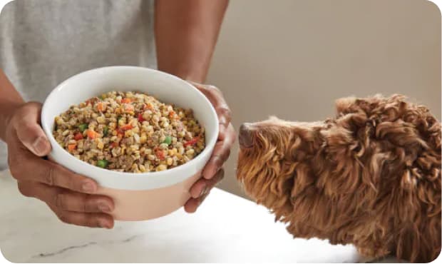 Hands holding bowl with dog nearby