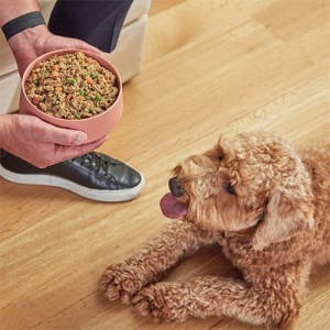 Person holding dogfood bowl by dog