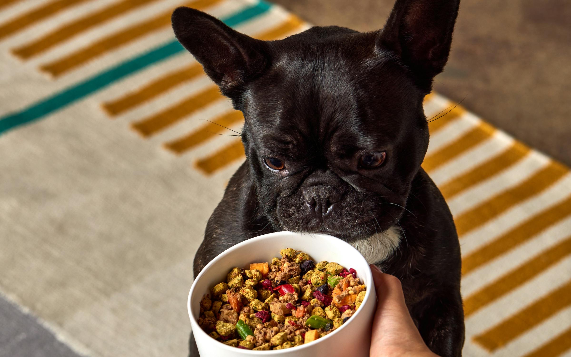 Pug looking at bowl of food with various colors