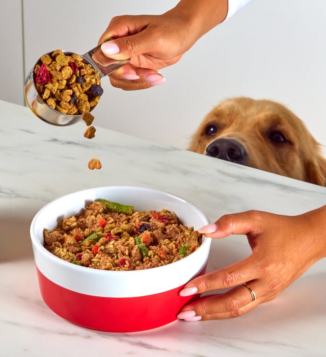 Pouring dog food into bowl