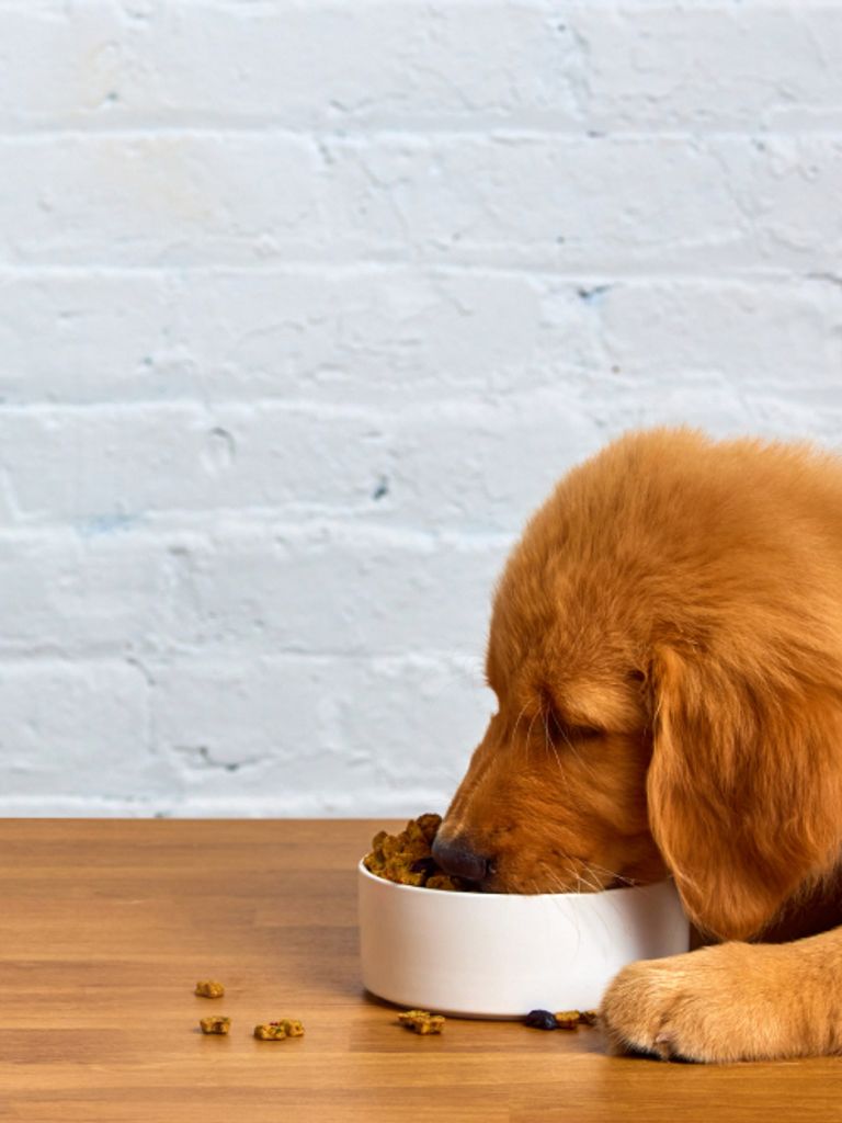 Weekly dog food delivery cheap