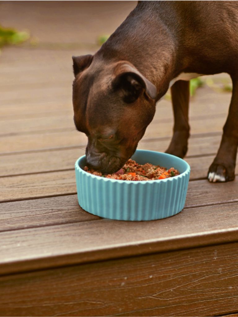 その他 DOG FOOD [DVD] p706p5g DOG FOOD [Blu-ray] | eBay