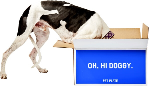A dog looking for a meal inside a Pet Plate box