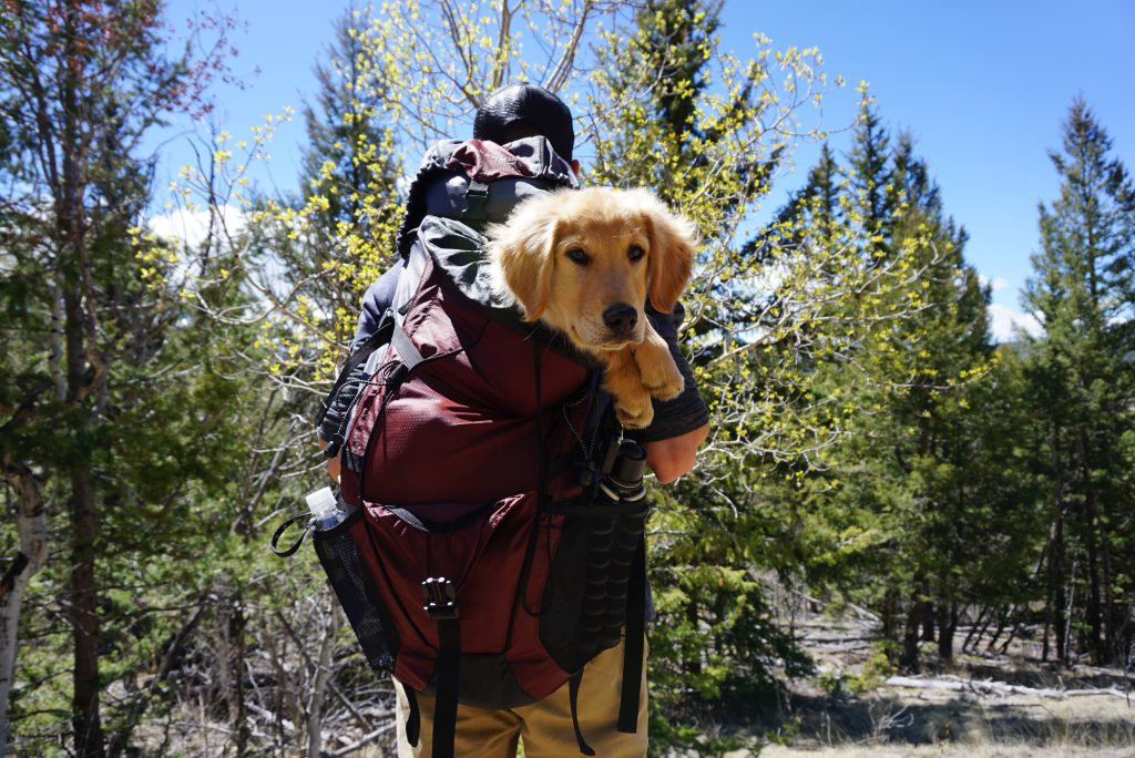 A hiker with a dog in his bag