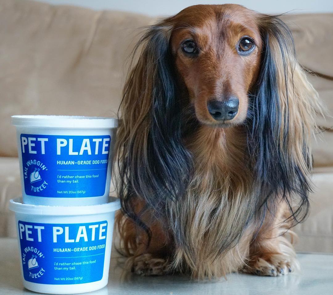 Dachsund with Pet Plate Containers