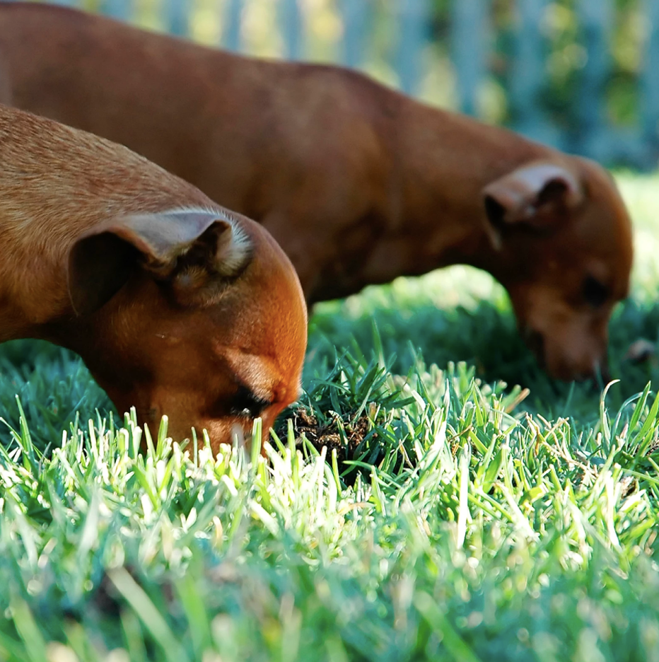 Dogs eating grass