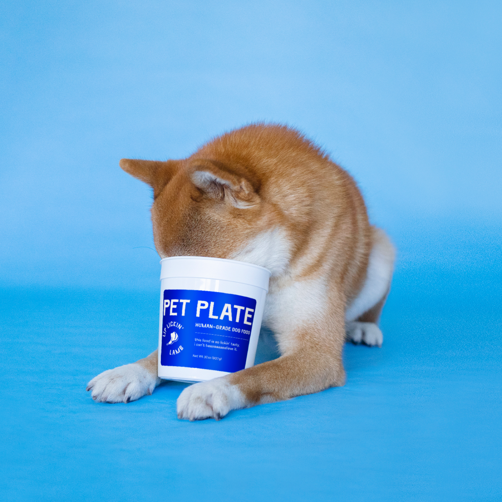 A dog with its head in a Pet Plate container