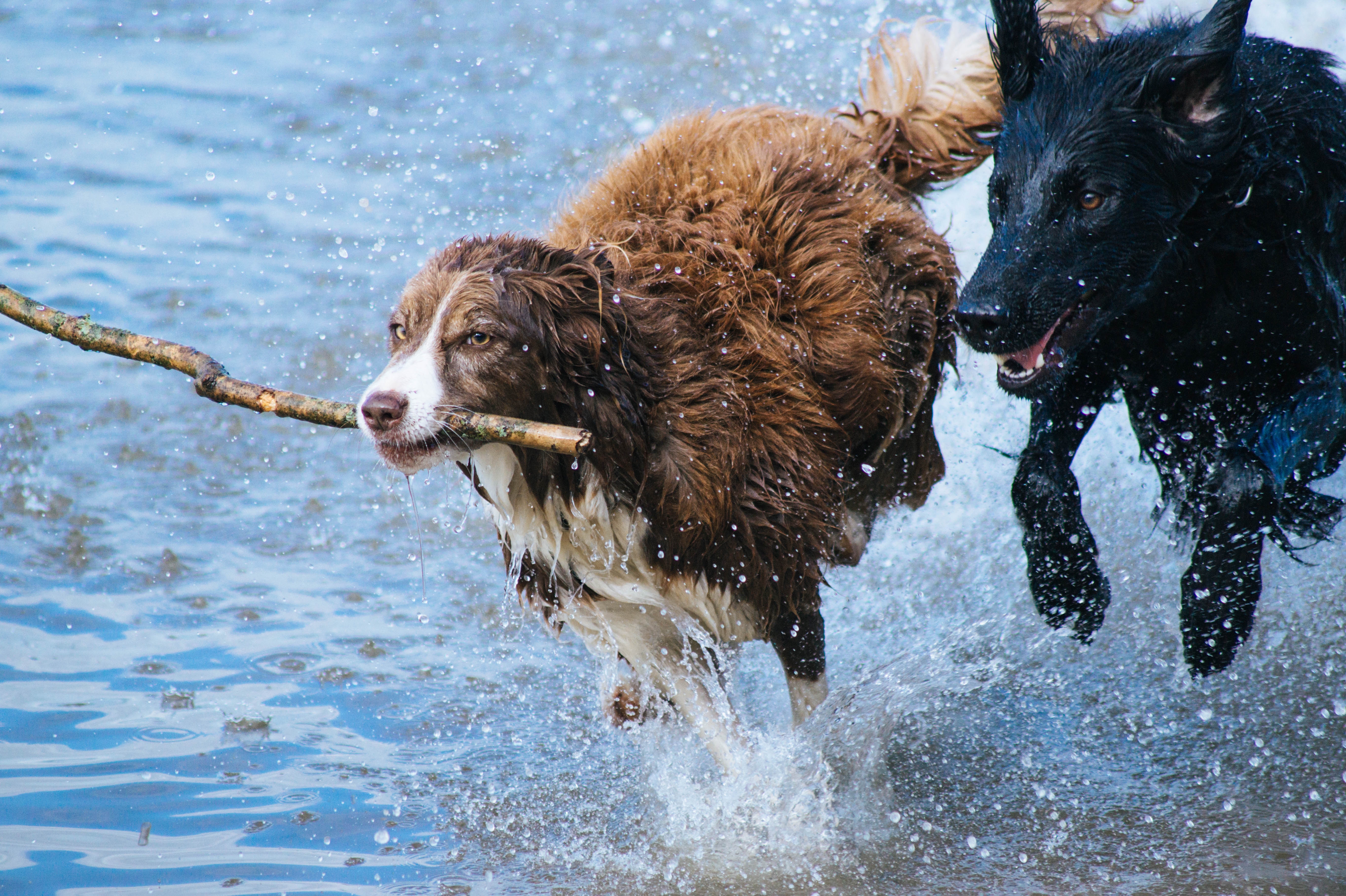 Dogs playing in water