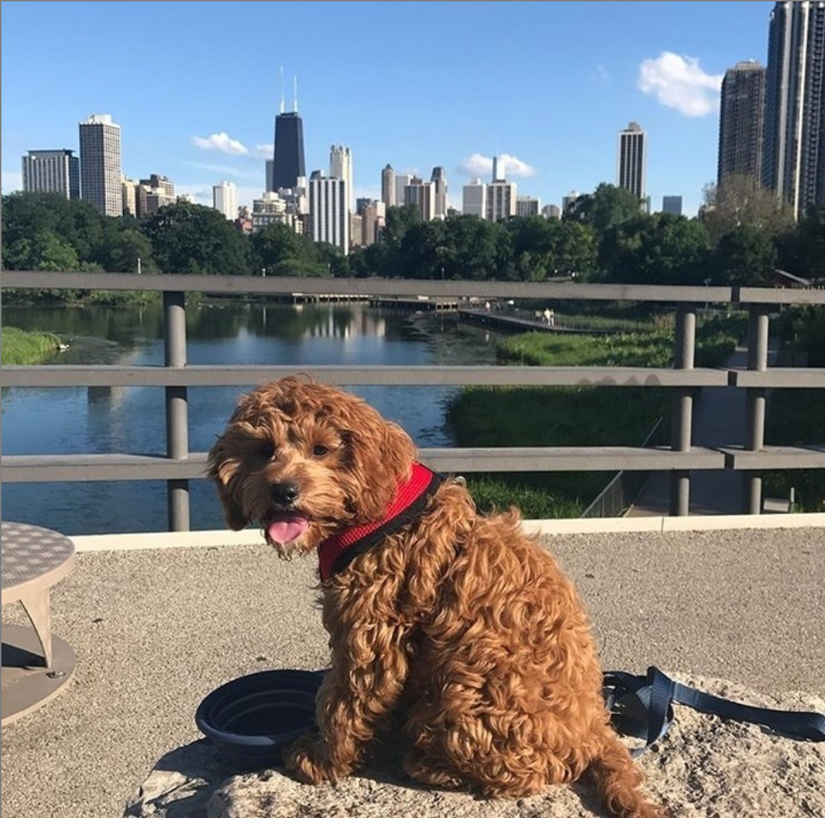 A dog by the lake