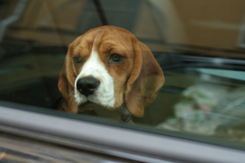 Dogs in Hot Cars