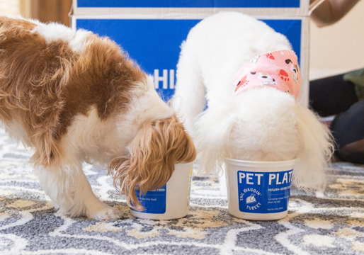 two puppies eating inside of a Pet Plate container