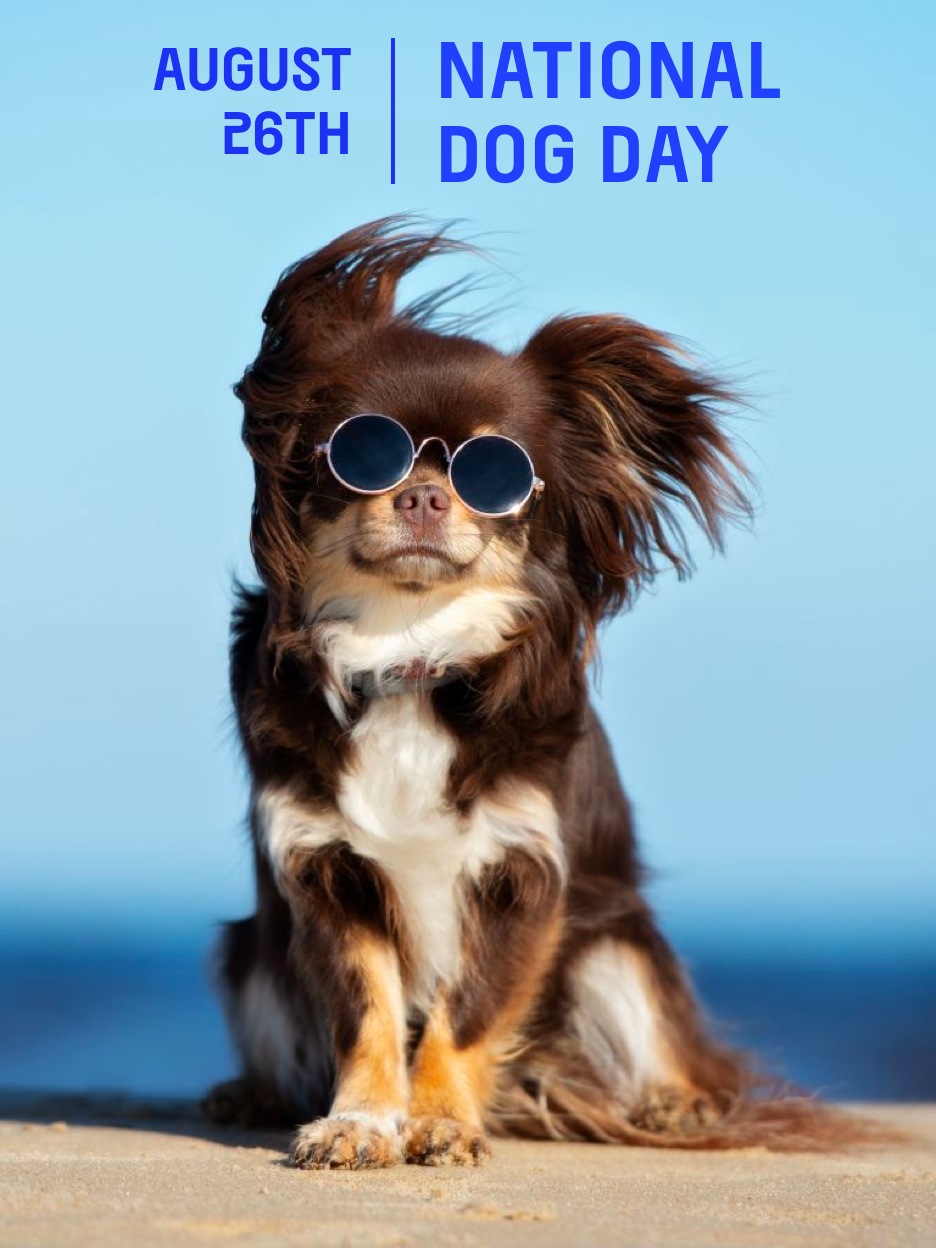 NATIONAL DOG DAY IS AUGUST 26TH! | PetPlate