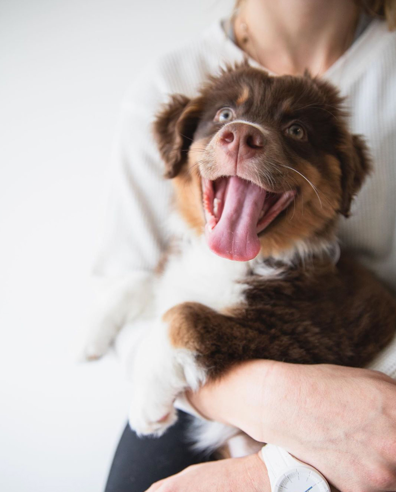 A person holding a happy dog