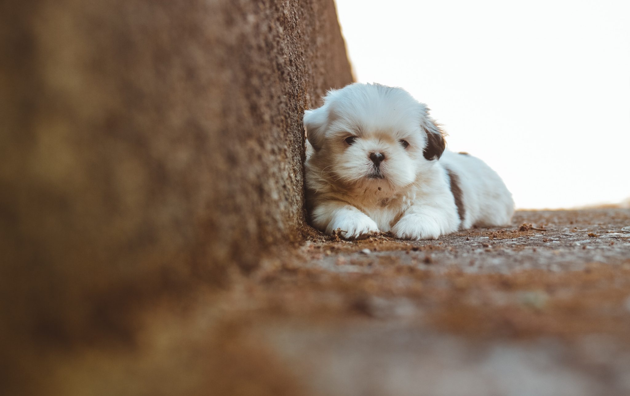Lost puppy картинка