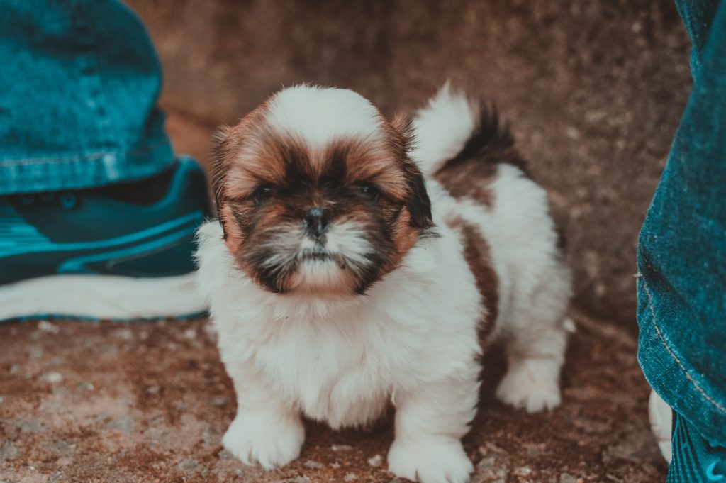 shihtzu 05