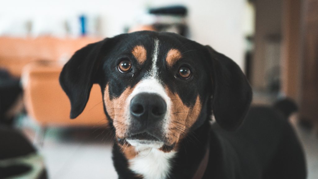 Acid Reflux In Dogs Causes Treatments And Foods To Avoid PetPlate