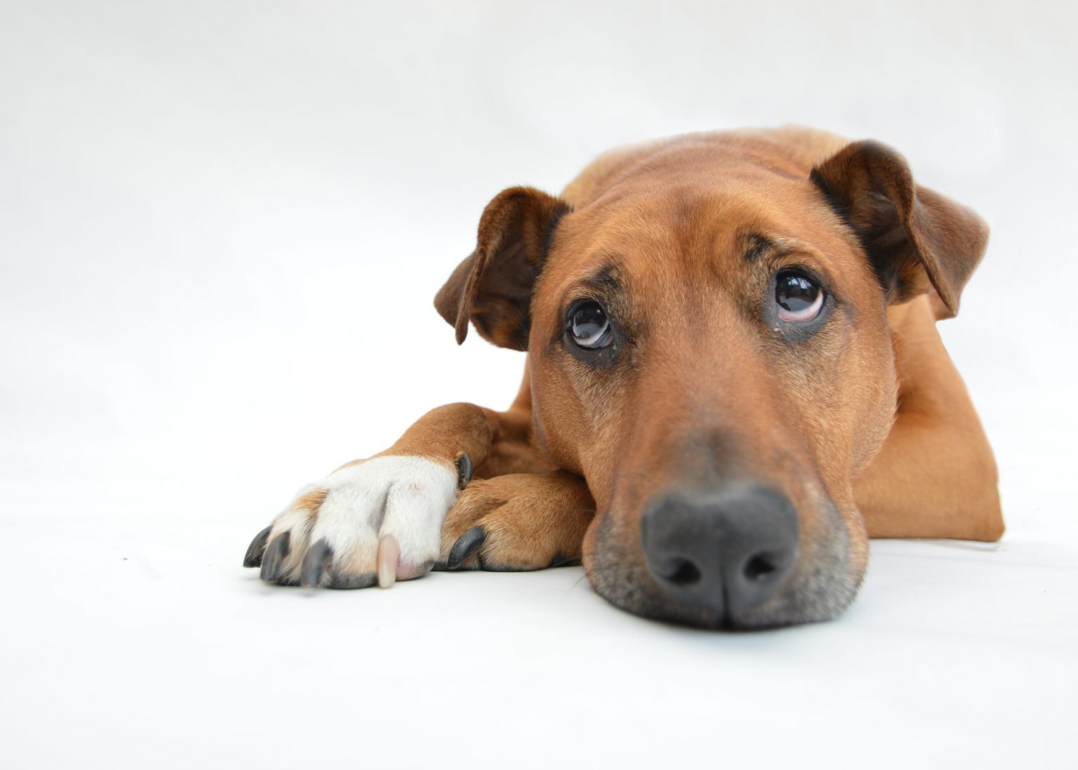 How To Help Constipated Dog Naturally