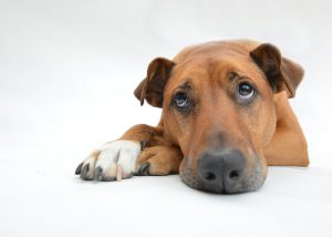 can lack of exercise cause constipation in dogs