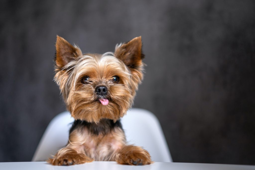 how often can i shower my yorkie