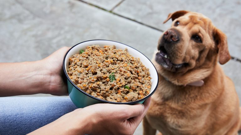 Chicken dog food