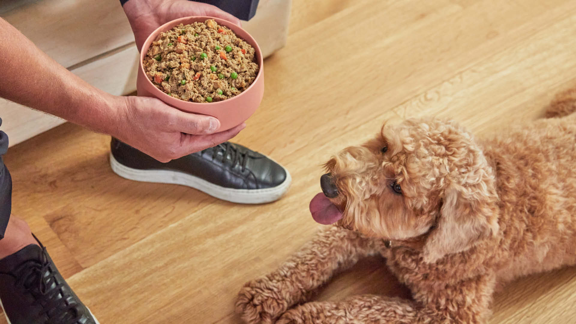 are grains in dog food bad for dogs