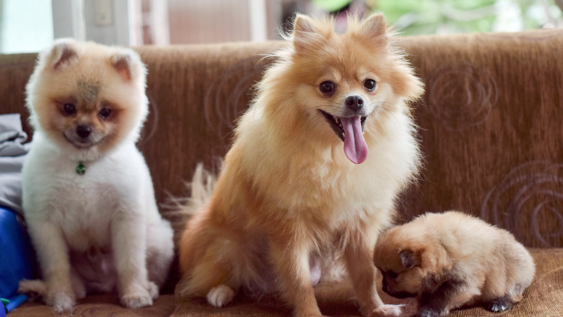 Details Of The Best Food For Pomeranian Dogs 46 OFF
