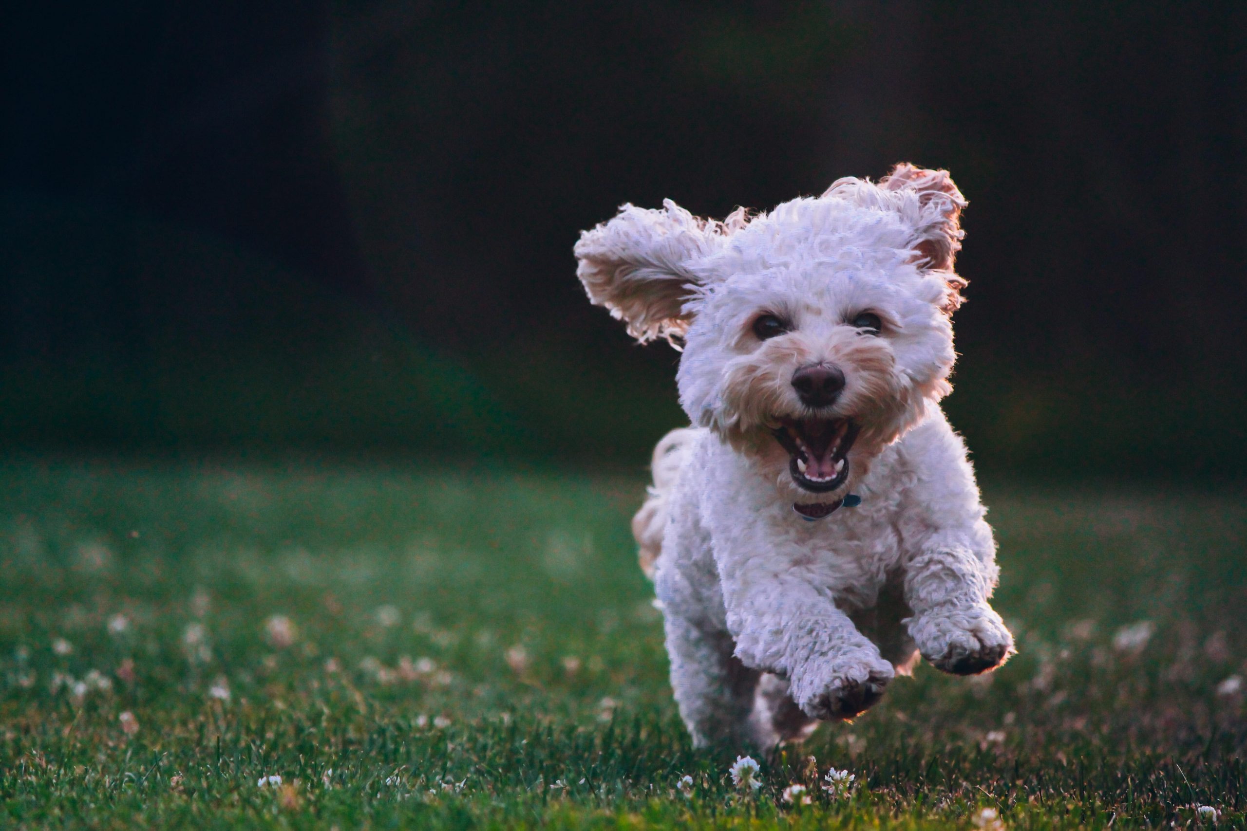 Claritin deals puppy breed
