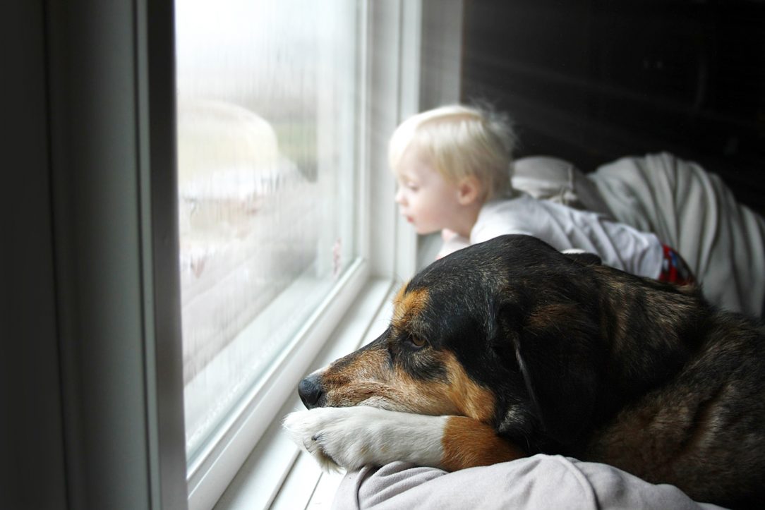 What to Do If Your Dog is Scared of Thunder