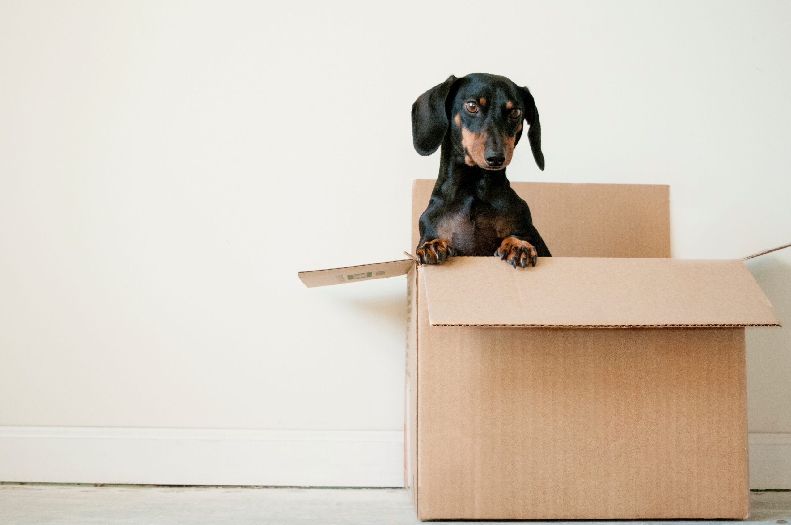Moving is a stressful time, especially when you have a pet. On top of all the basic challenges of a move, you have to find a way to relocate without causing your dog too much anxiety. Our guide will cover your options for relocating with a pet (including international moves) and tips to help you acclimate your pup to their new home.