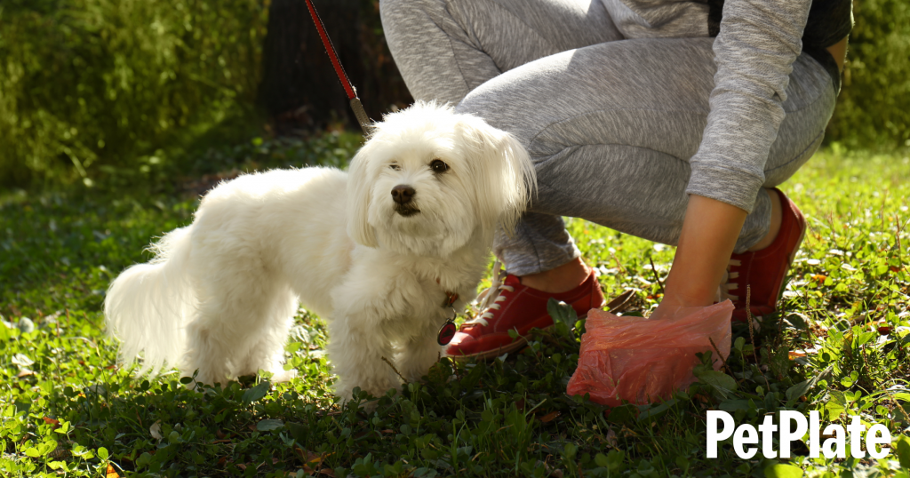 Blog Decoding Dog Poop Your Guide to Common Bowel Issues