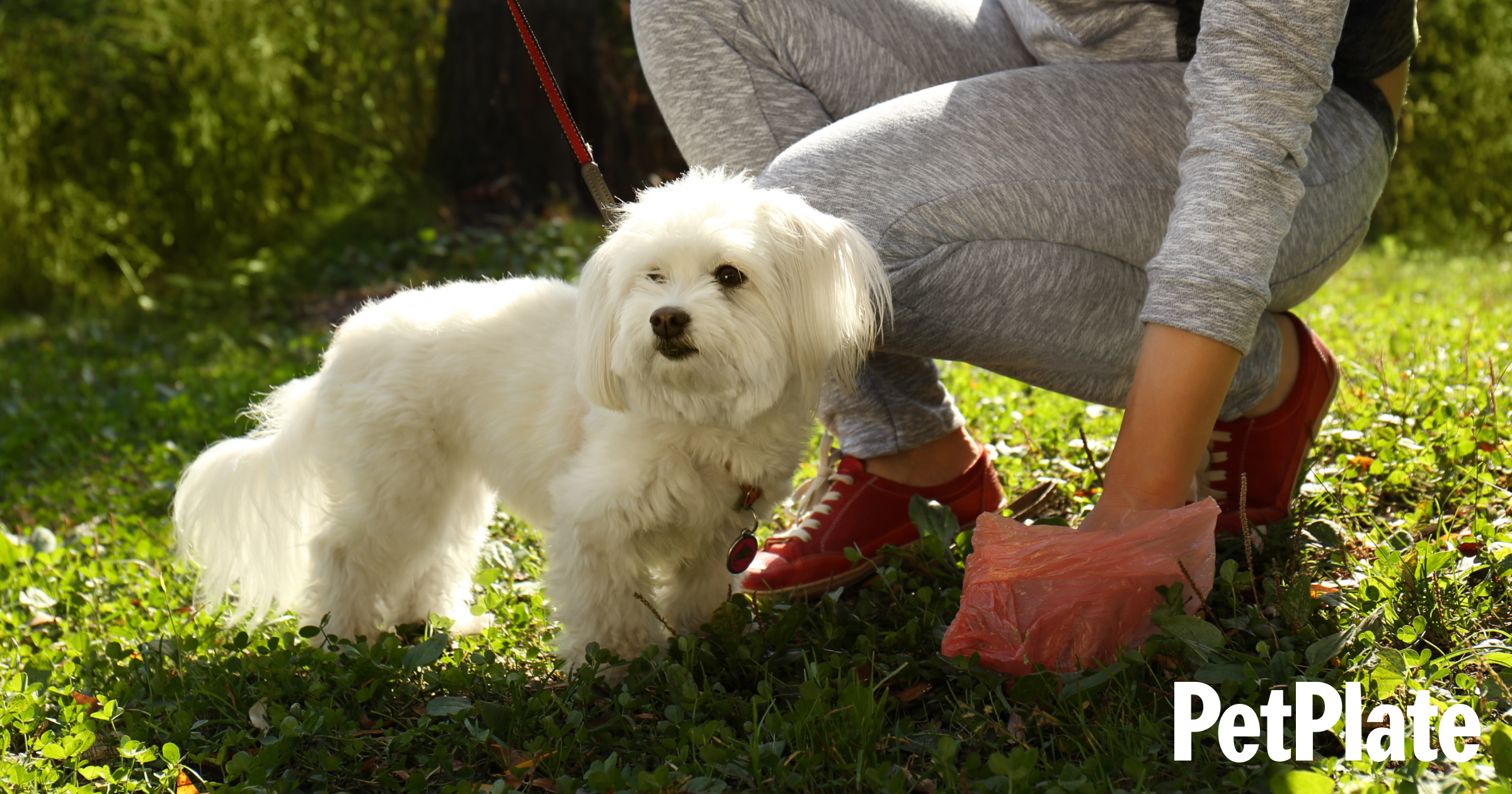 what does it mean when a dog strains to poop