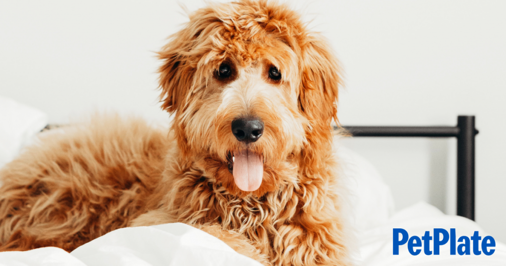 Blog / Goldendoodle Breed Guide