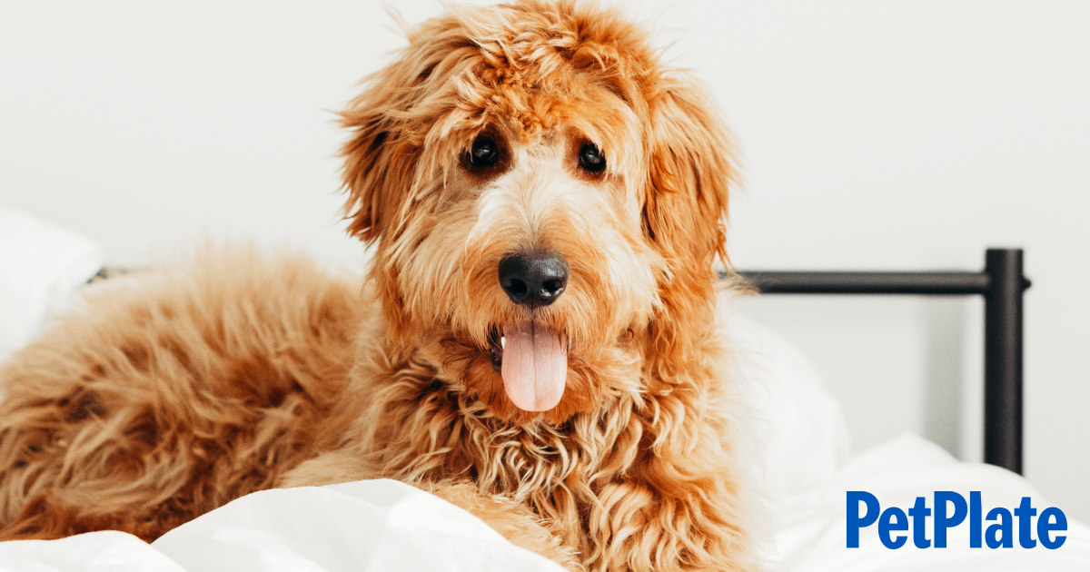 https://www.petplate.com/wp-content/uploads/2022/02/Blog-Goldendoodle-Breed-Guide.png