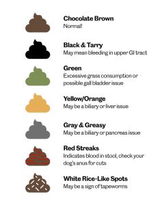 Decoding Poop: Your Guide to Common Issues PetPlate