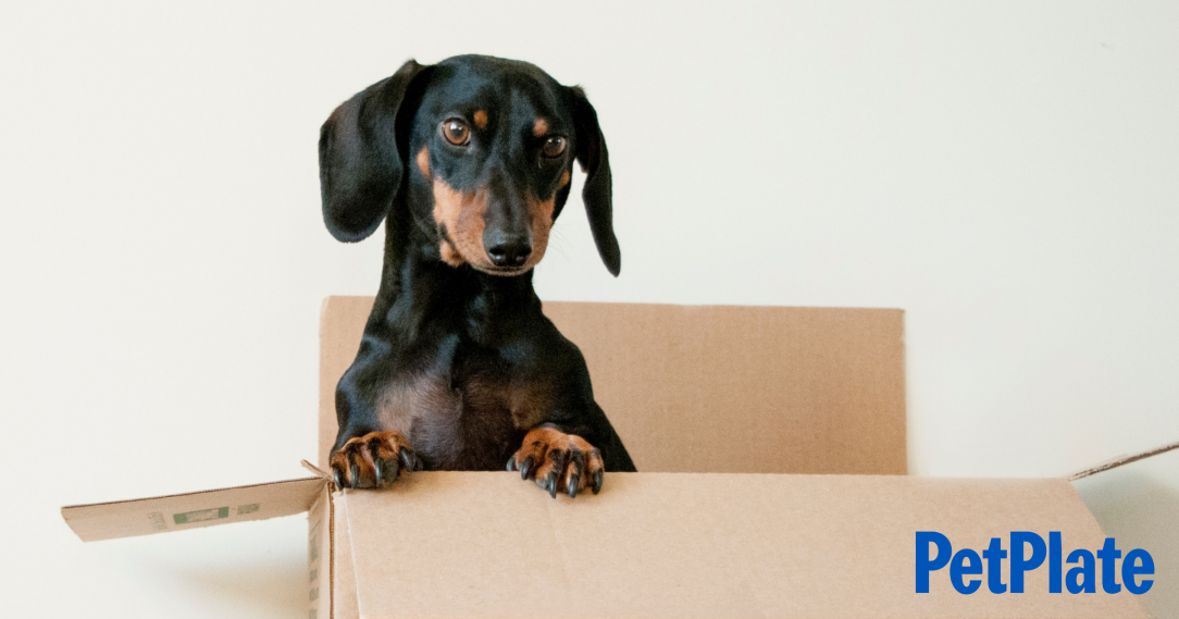 Blog A Guide to Moving with Your Dog
