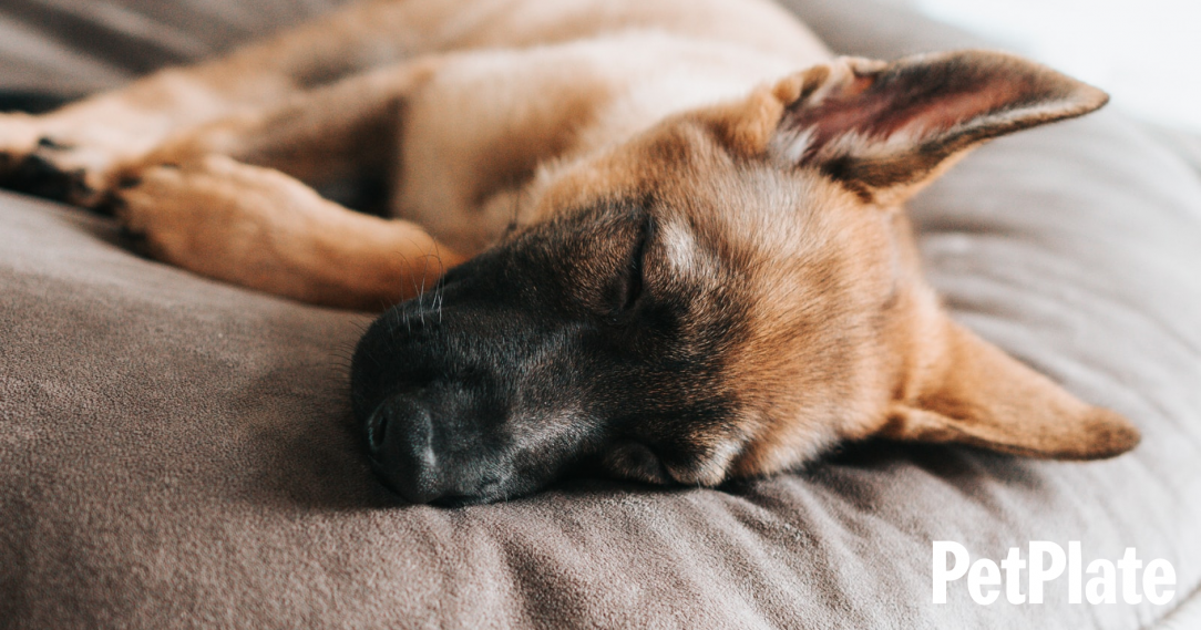 Blog How Much Sleep Does My Dog Need