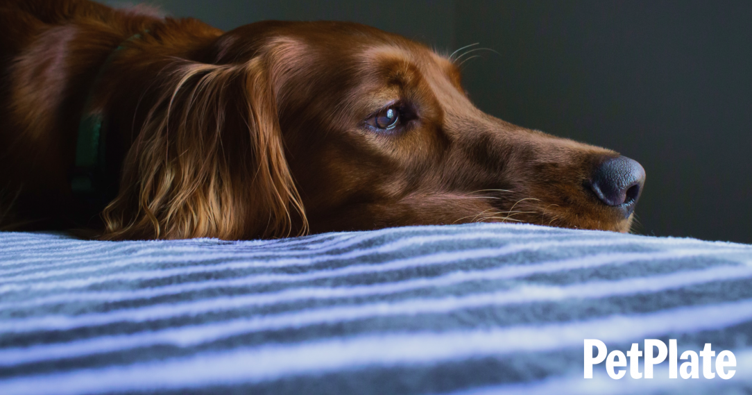 Blog Seasonal Allergies How to Identify and Treat Seasonal Allergies in Dogs