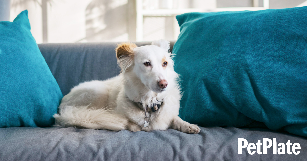 Tips To Treat Anxiety In Dogs With a Weighted Blanket (Vet's Opinion)