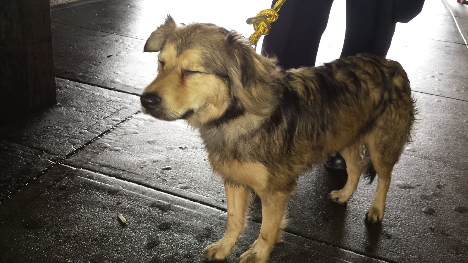 Dog Rescued from Metro North Tracks 13740092405