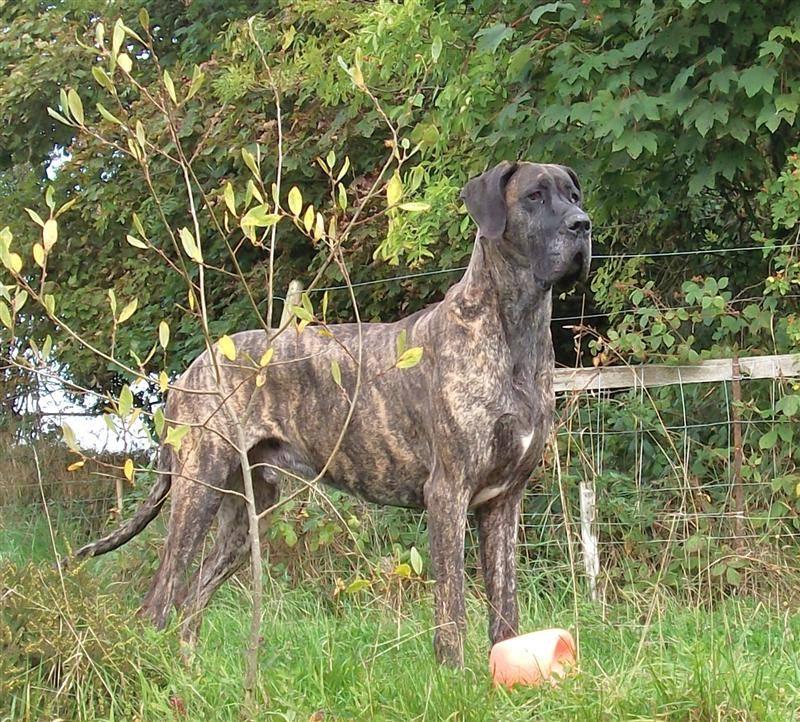 Duffy the brindle Great Dane