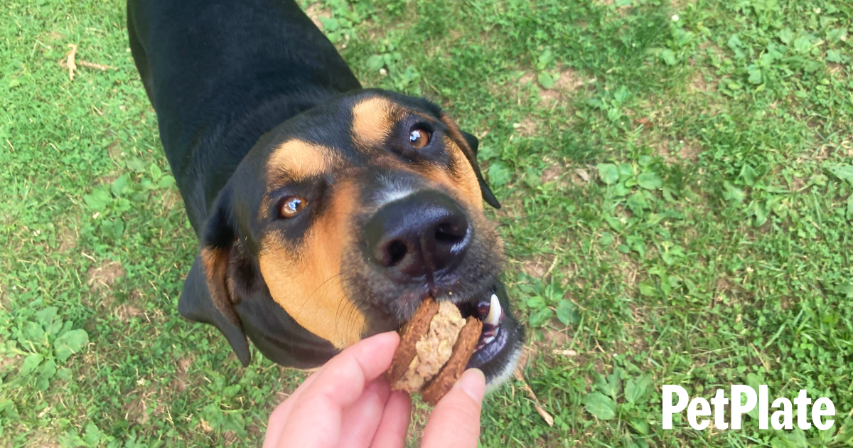 Recipe for a Carrot Apple Dog Popsicle - Pet With It